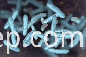 Lactobacillus Crispatus3